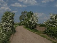 NL, Noord-Brabant, Land van Cuijk, De Maasheggen 2, Saxifraga-Jan van der Straaten