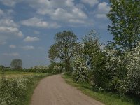 NL, Noord-Brabant, Land van Cuijk, De Maasheggen 3, Saxifraga-Jan van der Straaten