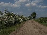 NL, Noord-Brabant, Land van Cuijk, De Maasheggen 4, Saxifraga-Jan van der Straaten