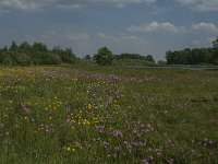 NL, Noord-Brabant, Land van Cuijk, De Vilt 3, Saxifraga-Jan van der Straaten