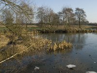 NL, Noord-Brabant, Land van Cuijk, Graafsche Raam 9, Saxifraga-Jan van der Straaten