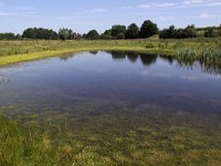 NL, Noord-Brabant, Land van Cuijk, Heeswijkse Kampen 1, Saxifraga-Peter Meininger