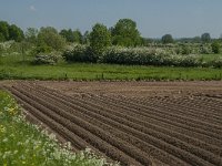 NL, Noord-Brabant, Land van Cuijk, Koude Oord 1, Saxifraga-Jan van der Straaten