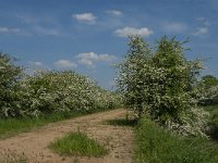 NL, Noord-Brabant, Land van Cuijk, Koude Oord 17, Saxifraga-Jan van der Straaten