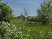 NL, Noord-Brabant, Land van Cuijk, Koude Oord 2, Saxifraga-Jan van der Straaten