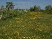 NL, Noord-Brabant, Land van Cuijk, Koude Oord 5, Saxifraga-Jan van der Straaten