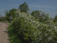 NL, Noord-Brabant, Land van Cuijk, Koude Oord 7, Saxifraga-Jan van der Straaten