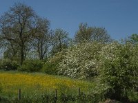 NL, Noord-Brabant, Land van Cuijk, Koude Oord 8, Saxifraga-Jan van der Straaten