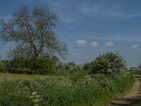 NL, Noord-Brabant, Land van Cuijk, Koude Oord 9, Saxifraga-Jan van der Straaten