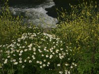 NL, Noord-Brabant, Land van Cuijk, Maasbrug 2, Saxifraga-Hans Boll