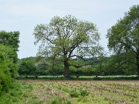 NL, Noord-Brabant, Land van Cuijk, Maasheggen 2, Saxifraga-Tom Heijnen