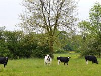 NL, Noord-Brabant, Land van Cuijk, Maasheggen 3, Saxifraga-Tom Heijnen