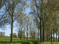 NL, Noord-Brabant, Land van Cuijk, Molenbeek 8, Saxifraga-Marijke Verhagen