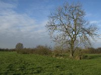 NL, Noord-Brabant, Land van Cuijk, Oeffelter Meent 11, Saxifraga-Jan van der Straaten