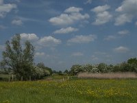 NL, Noord-Brabant, Land van Cuijk, Oeffelter Meent 18, Saxifraga-Jan van der Straaten