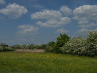 NL, Noord-Brabant, Land van Cuijk, Oeffelter Meent 20, Saxifraga-Jan van der Straaten