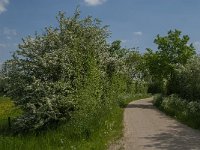 NL, Noord-Brabant, Land van Cuijk, Oeffelter Meent 21, Saxifraga-Jan van der Straaten