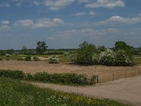 NL, Noord-Brabant, Land van Cuijk, Oeffelter Meent 25, Saxifraga-Jan van der Straaten