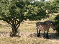 NL, Noord-Brabant, Land van Cuijk, Oeffelter Meent 27, Saxifraga-Hans Boll