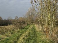 NL, Noord-Brabant, Land van Cuijk, Oeffelter Meent 33, Saxifraga-Jan van der Straaten