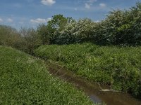 NL, Noord-Brabant, Land van Cuijk, Oeffeltsche Raam 6, Saxifraga-Jan van der Straaten