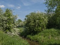 NL, Noord-Brabant, Land van Cuijk, Oeffeltsche Raam 8, Saxifraga-Jan van der Straaten