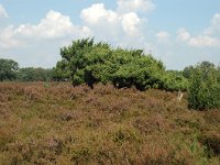 NL, Noord-Brabant, Land van Cuijk, Ullingse Bergen 1, Saxifraga-Jaap Bouwman : stuizand2