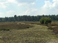 NL, Noord-Brabant, Land van Cuijk, Ullingse Bergen 5, Saxifraga-Jaap Bouwman : stuizand2