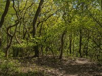 NL, Noord-Brabant, Land van Cuijk, Vortumse Bergjes 3, Saxifraga-Jan van der Straaten