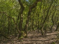 NL, Noord-Brabant, Land van Cuijk, Vortumse Bergjes 4, Saxifraga-Jan van der Straaten