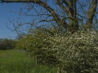 NL, Noord-Brabant, Land van Cuijk, Zoetepasweiden 14, Saxifraga-Jan van der Straaten