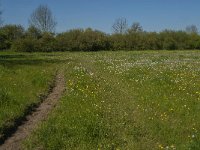 NL, Noord-Brabant, Land van Cuijk, Zoetepasweiden 18, Saxifraga-Jan van der Straaten