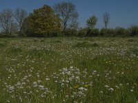 NL, Noord-Brabant, Land van Cuijk, Zoetepasweiden 19, Saxifraga-Jan van der Straaten