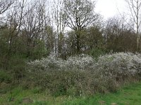 NL, Noord-Brabant, Land van Cuijk, Zoetepasweiden 22, Saxifraga-Hans Boll