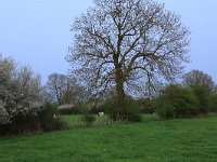 NL, Noord-Brabant, Land van Cuijk, Zoetepasweiden 31, Saxifraga-Hans Boll