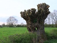 NL, Noord-Brabant, Land van Cuijk, Zoetepasweiden 32, Saxifraga-Hans Boll