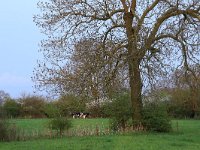 NL, Noord-Brabant, Land van Cuijk, Zoetepasweiden 37, Saxifraga-Hans Boll