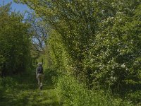 NL, Noord-Brabant, Land van Cuijk, Zoetepasweiden 8, Saxifraga-Jan van der Straaten