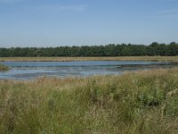 NL, Noord-Brabant, Loon op Zand, Huis ter Heide 20, Saxifraga-Willem van Kruijsbergen