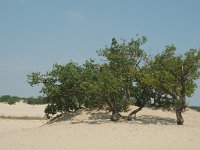 NL, Noord-Brabant, Loon op Zand, Loonse en Drunense Duinen 1, Saxifraga-Marijke Verhagen