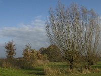 NL, Noord-Brabant, Meierijstad, Nijnsel, Dommelbeemden 19, Saxifraga-Jan van der Straaten