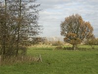 NL, Noord-Brabant, Meierijstad, Nijnsel, Dommelbeemden 24, Saxifraga-Jan van der Straaten