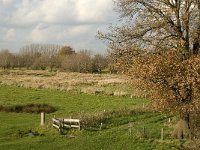 NL, Noord-Brabant, Meierijstad, Nijnsel, Dommelbeemden 25, Saxifraga-Jan van der Straaten