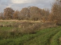 NL, Noord-Brabant, Meierijstad, Nijnsel, Dommelbeemden 26, Saxifraga-Jan van der Straaten