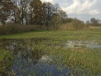 NL, Noord-Brabant, Meierijstad, Nijnsel, Dommelbeemden 27, Saxifraga-Jan van der Straaten