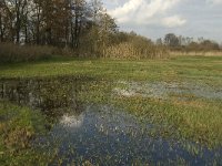 NL, Noord-Brabant, Meierijstad, Nijnsel, Dommelbeemden 28, Saxifraga-Jan van der Straaten