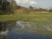 NL, Noord-Brabant, Meierijstad, Nijnsel, Dommelbeemden 29, Saxifraga-Jan van der Straaten