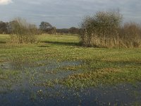 NL, Noord-Brabant, Meierijstad, Nijnsel, Dommelbeemden 30, Saxifraga-Jan van der Straaten