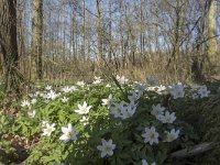 NL, Noord-Brabant, Meierijstad, Wijboschbroek 3, Saxifraga-Willem van Kruijsbergen