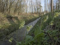 NL, Noord-Brabant, Meierijstad, Wijboschbroek 30, Saxifraga-Willem van Kruijsbergen